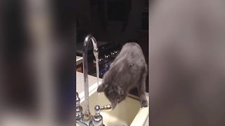 This Cat Loves Washing Her Face