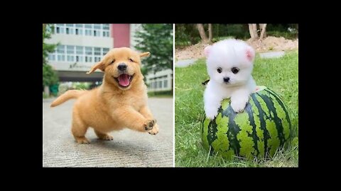 Cute and Funny Dog Videos Compilation🤣🤣🤣