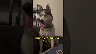 I have a very CLINGY husky #funnydogs #cutedogs #husky #dogs #funnyhuskyvideo #dog #huskylife