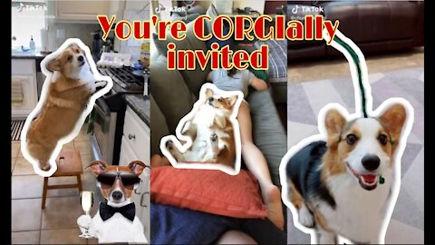 Cutest Corgi Compilation 2020 | Best Funny Corgi Videos Ever # 3 | Dog Lovers 564 views•Aug 1, 2020