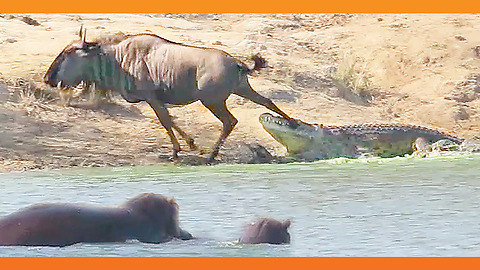 Fearless Hippo Rescues Wildebeest From Deadly Crocodile