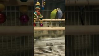 Budgies Hello! 😘 #shorts #budgies #parakeets #youtubeshorts #animallover #funny
