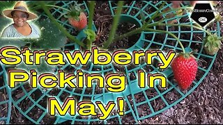 More #strawberrypicking - #catshobbycorner