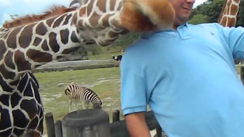 This Giraffe Doesn’t Want To Pose For Selfie