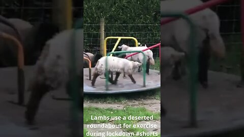 Lambs use a deserted roundabout for exercise during lockdown #shorts