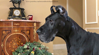 Great Dane Watches Curious Cat Tunnel Through Wreaths
