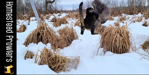 Cats Are Frisky In The Snow