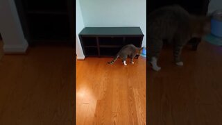 Cat Plays a Fun Treat Game