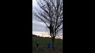 FT Mini Trainer - Climbing Trees at my Age