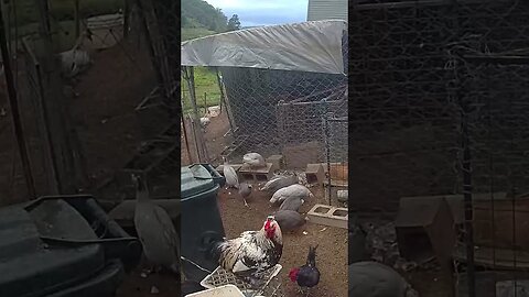 Love the cameras on the birds. Guinea fowl keets and two roosters