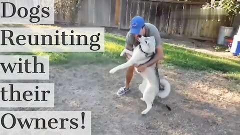 Touching Videos of Dogs Reuniting With Their Owners!