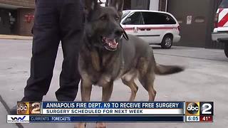 Vet offers to perform surgery on injured K9 for free