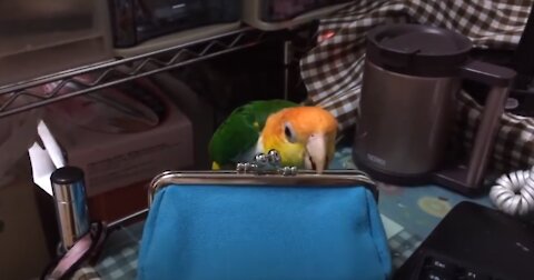 Cute Parrots Doing Funny Things