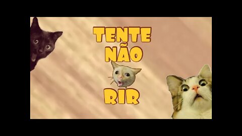 TENTE NÃO RIR - NUNCA TENTE ENGANAR ESSE GATO 😂😂