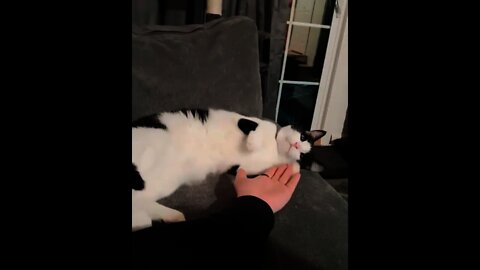 Cat playing with hand | #Shorts #animal