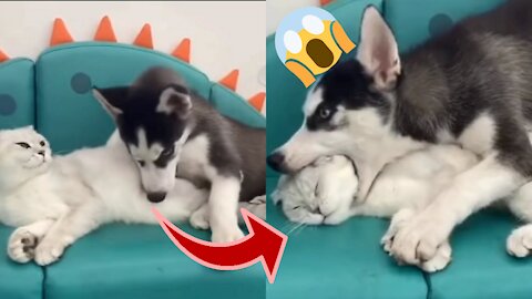 Dog Trying To Eat The Cat | You'll Never Believe This