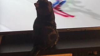 Sports-loving cat really gets into the Winter Olympics
