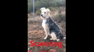 DOG Female Australian Shepherd Check Strange Noise on Command DIY