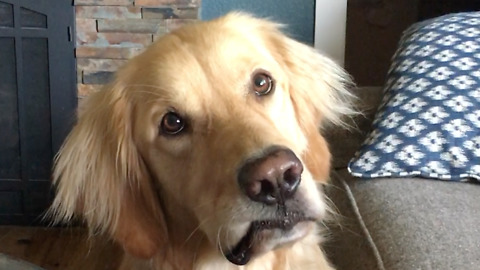 Golden Retriever head-tilts when asked to go swimming