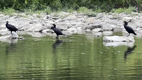 3 cormorants hanging out