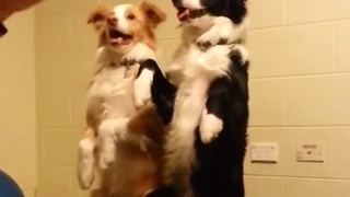 Dogs perform "bang trick" simultaneously