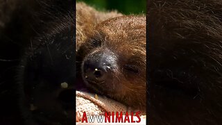 🤗 #AwwNIMALS - Slothful Awakening: Hand-Feeding a Sleepy Baby Sloth 💕
