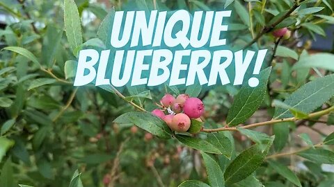 Pink Lemonade Blueberry Bush | What is it? What are the differences?