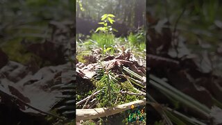 Baby pine growing in the forest.