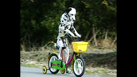 Dalmation Rides A Bike