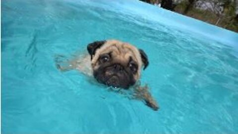 Very cute Pug dog taking a bath in the pool and having a lot of fun with its owner in 2021