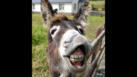 Funny Donkey Videos - Funny Animals Videos - Happy Donkey