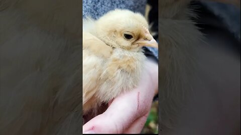 Fall Backyard Chicks