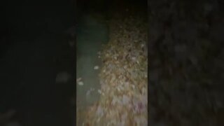 Walking Through Leaves