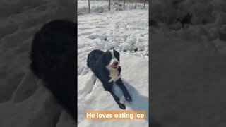 our pupp loves eating that ice #bernedoodle #puppy #cutedog