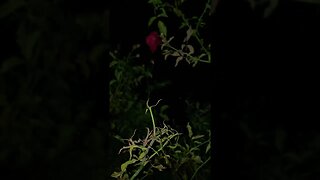 CLIMBING DRAGONS (FRUIT), PEACOCK CALLS, ROSES & MOON BEAMS