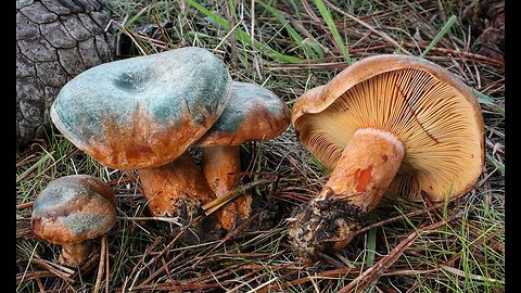 Redfish and boletus.