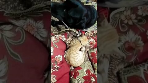 बंधी हुई गुस्सेली बिल्ली को आजाद कर रहा है ये कुत्ता।#cat