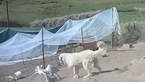 Livestock guardian dog stops ganders from fighting #maremma