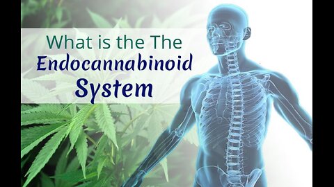 Cancer, the Endocannabinoid System & PH Balance in Your Body