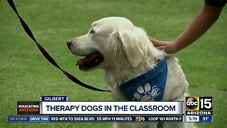 Therapy dogs bring comfort, kindness to East Valley elementary school