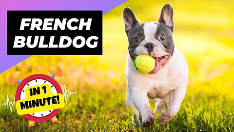 French Bulldog - In 1 Minute! 🐶 One Of The Smallest Dog Breeds In The World | 1 Minute Animals