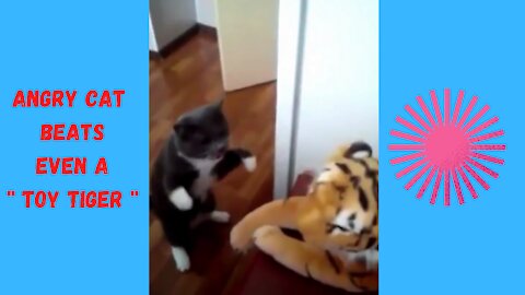 Angry Cat Beats Even a Toy Tiger .