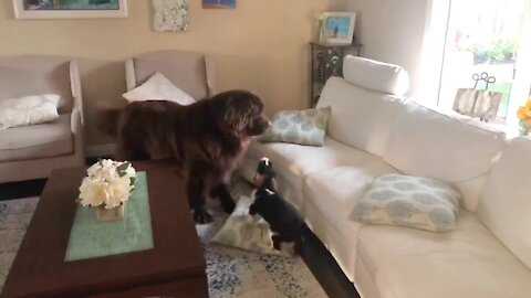 Huge Newfie and tiny Spaniel have epic and adorable battle