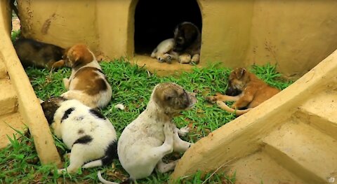 EXCITING! Man rescues abandoned dogs and builds mud house for them