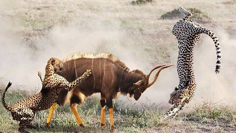 A leopard trying to attack a bull but couldn't