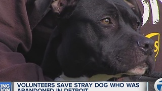 Abandoned dog eats carpet to survive