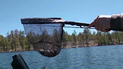 Arizona Tiger Trout - Nice Red Meat!