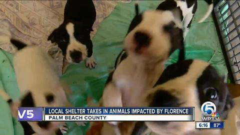 Local shelter taking in animals from Hurricane Florence