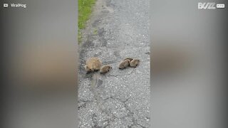 Une famille d'hérissons arrête le trafic pour traverser une route