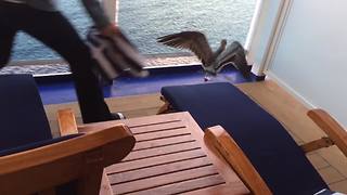 Seagull Gets Stuck On Cruise Boat